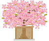 hinasakura.gif